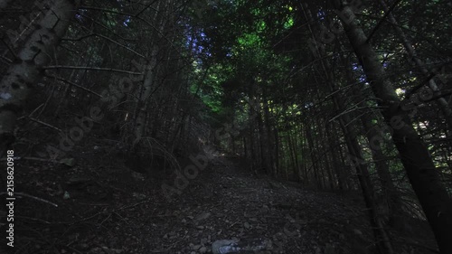 Forest path with forest canopy, foliage and low light