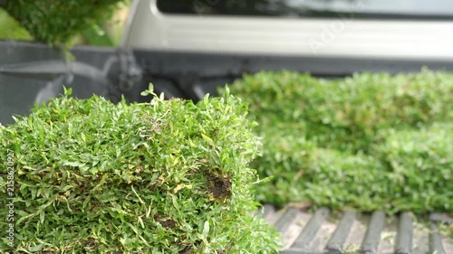 Sod Installation: Freshly cut sod pieces are being loaded into the bed of a truck, ready for landscaping and lawn renovation.