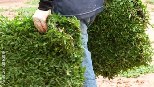 Gardener Holding Sod: A gardener wearing denim jeans and gloves carries two pieces of freshly cut sod, ready for landscaping or lawn repair.