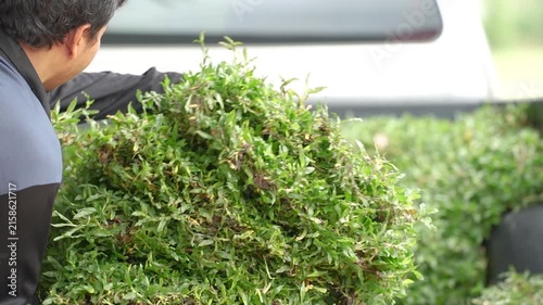 Fresh Harvest: A worker loads a truck bed with freshly cut greenery, ready for transport or use in landscaping, symbolizing agricultural abundance and nature's bounty.