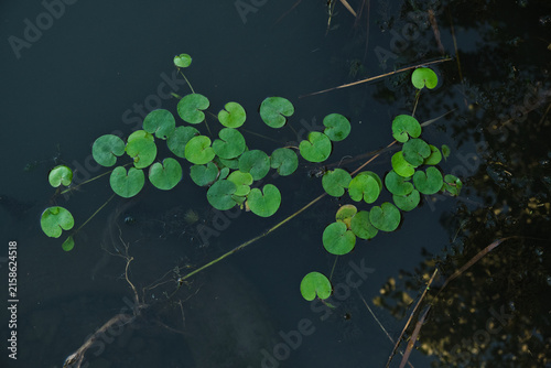 Photography Overhead view small round water lily pads floating in dark clear pond water with reflections
