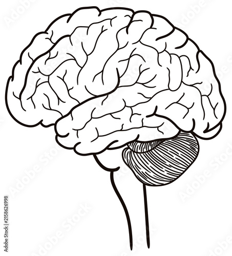 Fotografía human brain anatomy