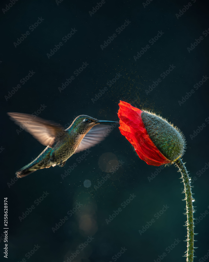 Naklejka premium Hovering Hummingbird at Red Poppy Bud – Elegance and Dynamic Motion