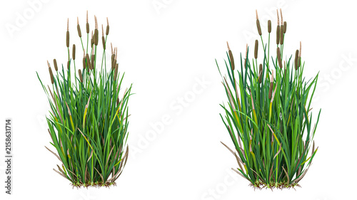 фотографія Green cattail plants with blooming brown flower heads isolated on transparent background perfect for natural scenery compositions