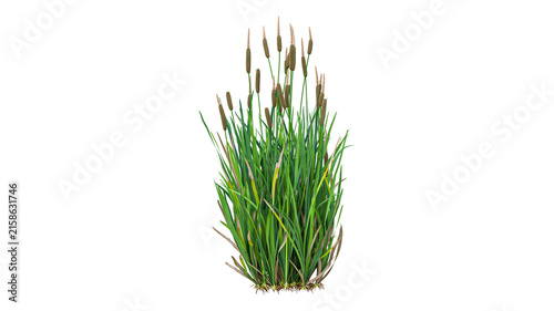 Fotografie Green cattail plants with brown cylindrical spikes grow in dense cluster isolated on transparent background for landscape architecture design projects