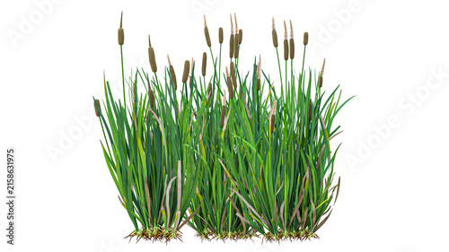 Obraz na plátně Wide dense thicket of green cattail reeds with many brown flower spikes isolated on transparent background for large scale wetland landscape designing