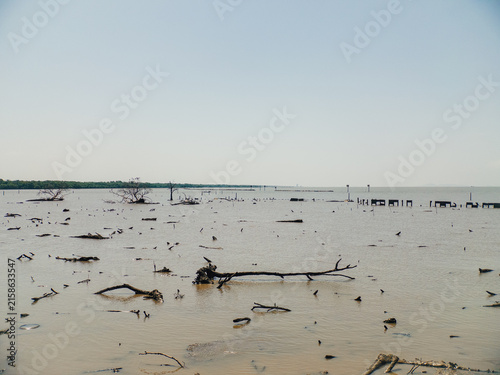 Expansive coastal wetland scene with dead trees and branches submerged in shallow muddy water.