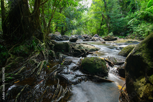 Konstfotografi Lush Forest Stream with Flowing Water and Dense Green Vegetation