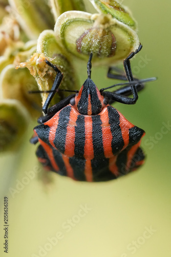 Foto Close up of an Italian striped shield bug, Graphosoma italicum, feeding on seedp