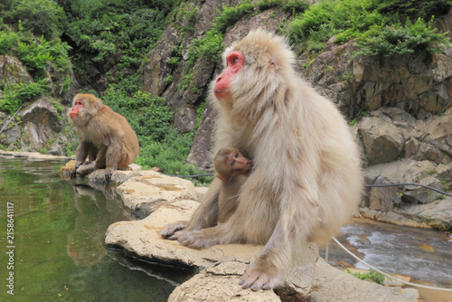 地獄谷温泉のニホンザルの親子