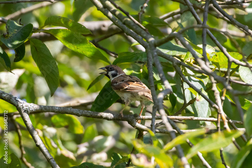 Obraz na płótnie Male Tree Sparrow with Open Beak Perched on a Branch Among Green Leaves