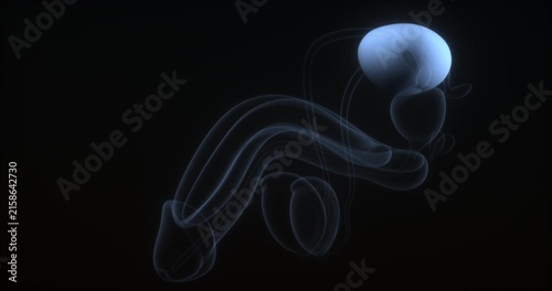 Seamless loop of an anatomical 3d medical animation showing a highlighted male urinary bladder and prostate with a glowing xray hologram effect on a black background