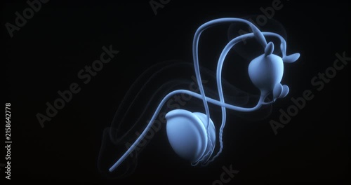 3d medical animation of human male testicle anatomy