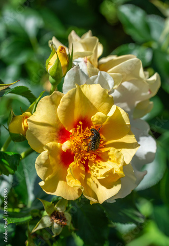Beautiful yellow roses have bloomed. Wonderful fragrant flowers that are always a delight to the eye.