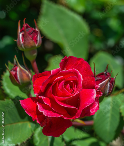 Beautiful red roses have bloomed. Wonderful fragrant flowers that are always pleasing to the eye.