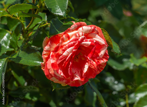 Beautiful roses have bloomed. Wonderful flowers that always delight the eye.