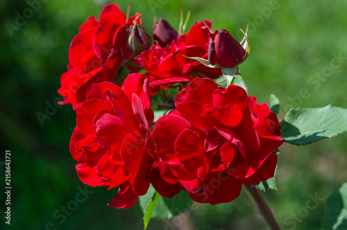 Beautiful red roses have bloomed. Wonderful fragrant flowers that are always pleasing to the eye.