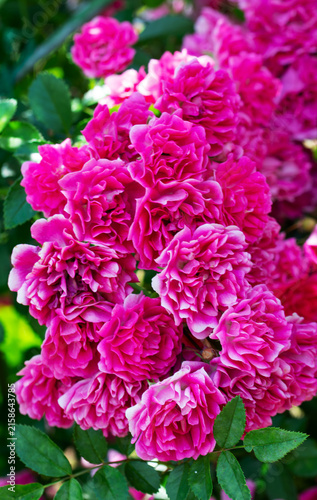 Beautiful red roses have bloomed. Wonderful fragrant flowers that are always pleasing to the eye.