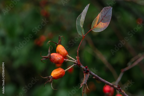 Ripe red rose hips on a branch.