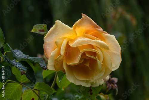 Beautiful yellow roses have bloomed. Wonderful fragrant flowers that are always a delight to the eye.