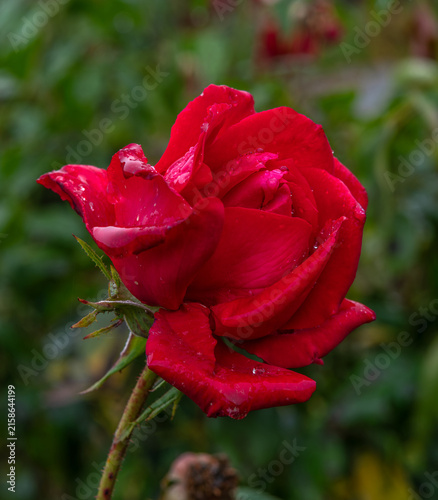Beautiful roses have bloomed. Raindrops sparkle on the flower petals.