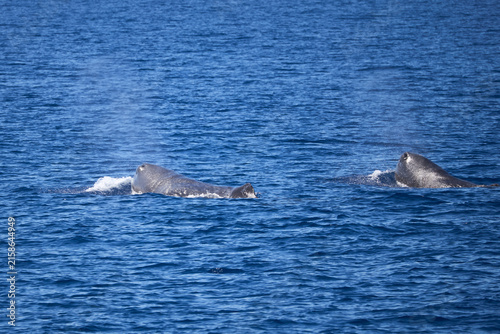 Bild auf Leinwand Wild sperm whales swimming together in open ocean blue water, marine wildlife