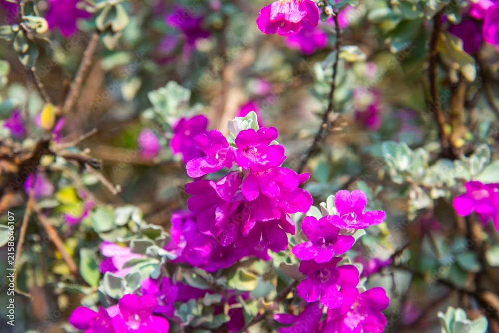 Fototapeta premium Close-up of blooming Texas sage (Leucophyllum frutescens) in Vietnam, featuring vivid purple blossoms, green foliage, and a naturally blurred garden setting.