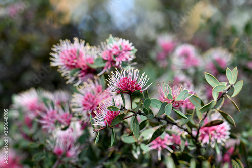 pink and white pincushion flowers of the Australian native Burrendong Beauty Hakea, family Proteaceae. Hybrid cultivar of Hakea myrtoides x petiolaris. Blooms autumn. Discovered growing at Burrendong 