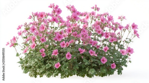 lush mound of pink flowering bushes with green foliage and delicate blooms on white background, cheerful and fresh