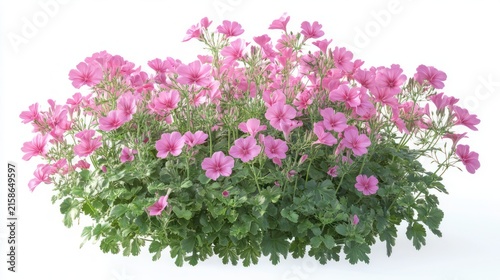 lush cluster of pink geranium flowers with green foliage on a white background, bright and cheerful