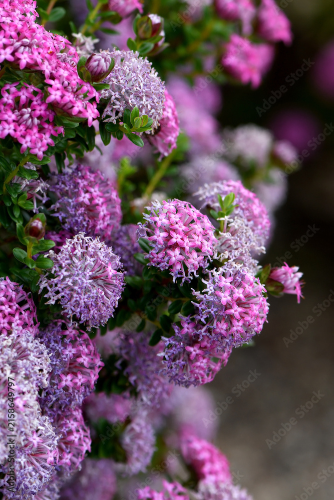 Obraz premium Deep Dream cultivar of the Australian native Rose Banjine pink rice flower, Pimelea rosea, family Thymelaeaceae. Endemic to sand dunes, coastal limestone woodlands and Jarrah forest of southwest WA