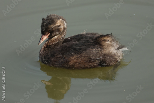 A cute baby Little Grebe, Tachybaptus ruficollis, swimming on a lake hunting for food.