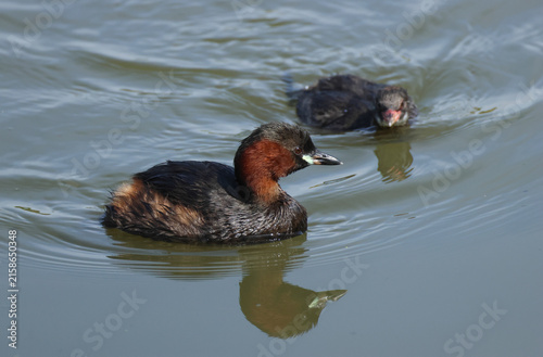 A Little Grebe, Tachybaptus ruficollis, and her cute baby are swimming on a lake.