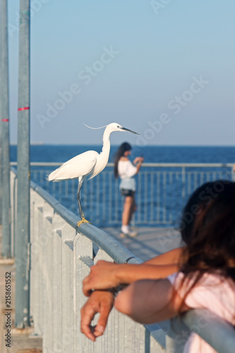 The little egret with crest next to the people. It is a white bird with a slender black beak, long black legs and, in the western race, yellow feet.