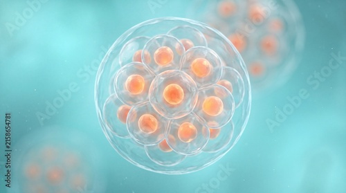 Microscopic illustration of human blastocyst embryo cell division during stem cell development for scientific research biotechnology and fertility medical treatment concept background