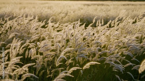 Footage of grass blowing in the wind
