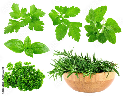 Assortment Of Fresh Green Herbs Isolated On Transparent Background Highlighting Various Leaf Shapes And Textures