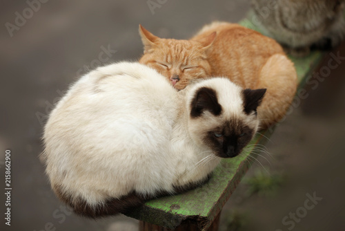 Portrait of cute street cats
