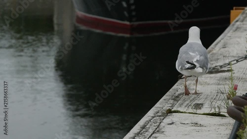 European herring gull with an apparent leg injury limping away along a marina pier in slow motion. Authentic coastal wildlife behavior filmed beside calm harbor water in Tallinn, Estonia
