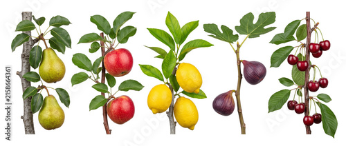 Fresh fruit tree branches set with ripe pears apples lemons figs and cherries on black background for organic food, agriculture, gardening, botany, summer harvest, healthy nutrition, and farming.