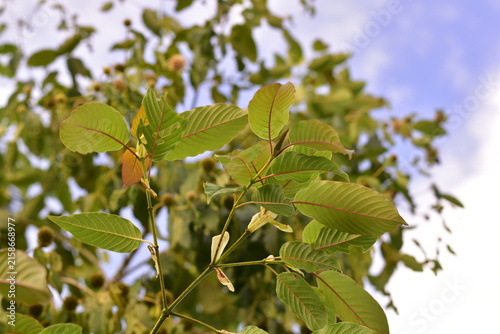 Kratom is scientifically known as Mitragyna speciosa (Korth.) Havil. kratom a drug from plant to a category in thailand. Nature green leaf background
