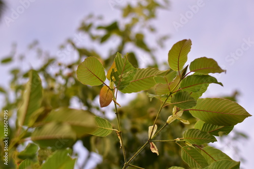 Kratom is scientifically known as Mitragyna speciosa (Korth.) Havil. kratom a drug from plant to a category in thailand. Nature green leaf background