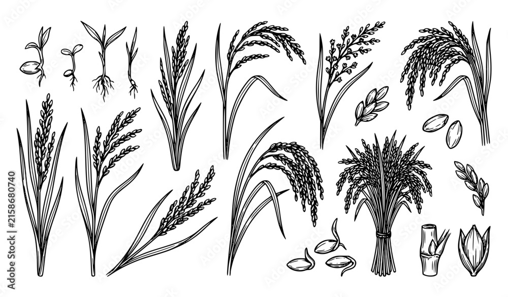 Fototapeta premium Rice Plant Botanical Vector Illustration Set Black White
