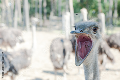 Obraz na plátně Ostrich (Struthio camelus) with open beak outdoors