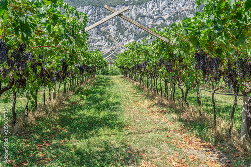 Cuadro en lienzo Vineyards of Trentino Alto Adige