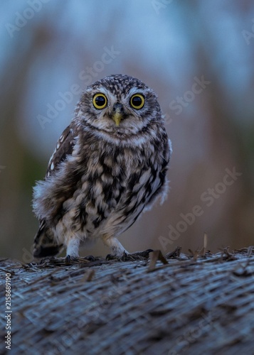 little owl