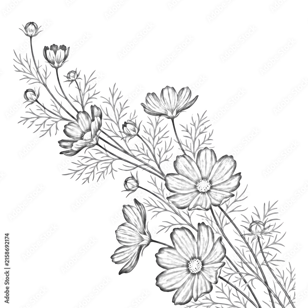 Obraz premium Cosmos flower stems arrangement isolated on a transparent background