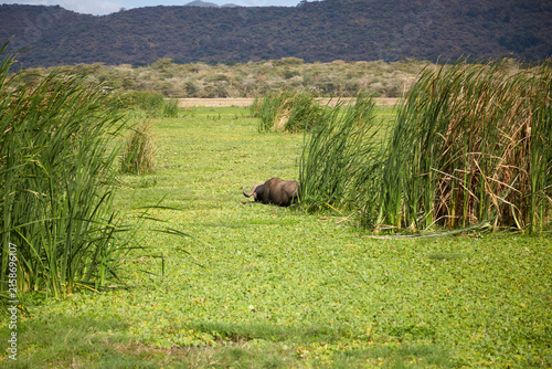 Foto African cape buffalo partially submerged in green swamp reeds in Ngorongoro Crat