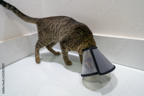 Cuadro en lienzo Tabby cat wearing plastic elizabethan collar after veterinary procedure walking