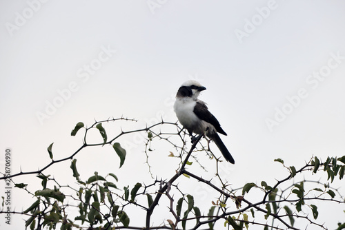 The southern white-crowned shrike (Eurocephalus anguitimens) is a species of bird in the family Laniidae. This photo was taken  in Kruger National Park, South Africa.